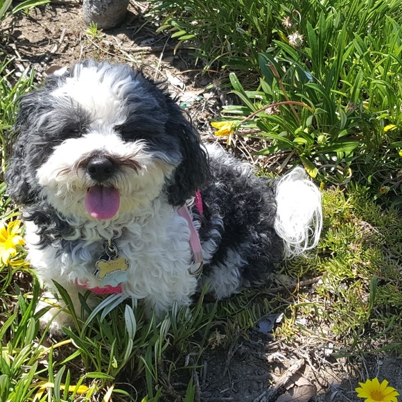 Welcome to Lexiga🎉Handmade Jewelry Blessings David and Daisy - Picture 11 of 16